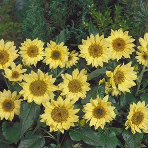 12 パチーノ レモン ドワーフ ヒマワリのみ 35 cm 種子 Sonnenblume Samen Somen Graines de Tournesol Zaden Semillas Semetes Siemenet Semi Sementi