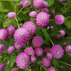 60 Organic QIS LILAC Globe Amaranth Gomphrena Kugelamarant Kogelamarant Seeds Samen Semillas Graines Somen Zaad Zaden Frø Sementes Siemenet