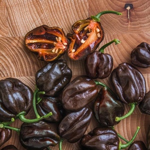 30 CHOCOLATE HABANERO Chili Seeds Chilli Samen Graines Somen Sementes Siemenet Zaad Zaden Semi Sementi Semillas Frø Nasiona