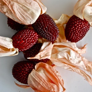 50 Strawberry Popcorn Corn Seeds Mäis Graines Semi Semillas Erdbeermais Samen Zaad Zaden Sementi Somen Siemenet Sementes