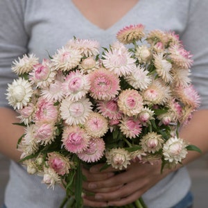 200 semi biologici di Elicriso SILVERY ROSE, fiore di paglia, semprevivi, semi di fiori di carta Samen Semillas Siemenet Frø Sementes Sementi Graines
