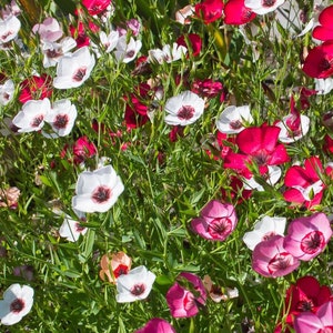 300 Organic Linum Mixed Colors TRICOLORE Flax Seeds Samen Semi Sementi Semillas Graines Nasiona Somen Zaad Zaden Sementes Siemenet Fro