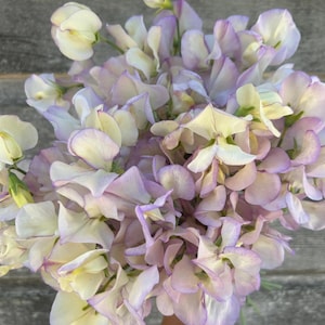 15 HOCH duftende Wicke Lathyrus Odoratus Samen Duftwicke Samen Graines Nasiona Semi Sementi Semillas Frø Zaad Zaden Sementes Siemenet