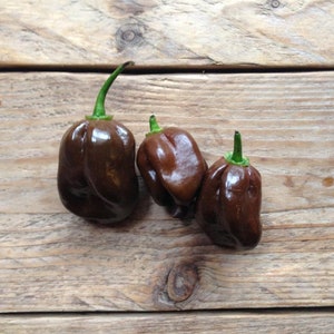 30 CHOCOLATE HABANERO Chili Seeds Chilli Samen Graines Somen Sementes Siemenet Zaad Zaden Semi Sementi Semillas Frø Nasiona
