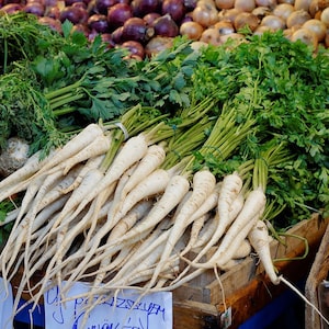 SALE 500 Biologische HANACKA Wortelpeterselie Tsjechisch Erfstuk Peterselie Uitstekende Smaak en Smakelijke verse bladeren voor diverse doeleinden Petersilie Samen