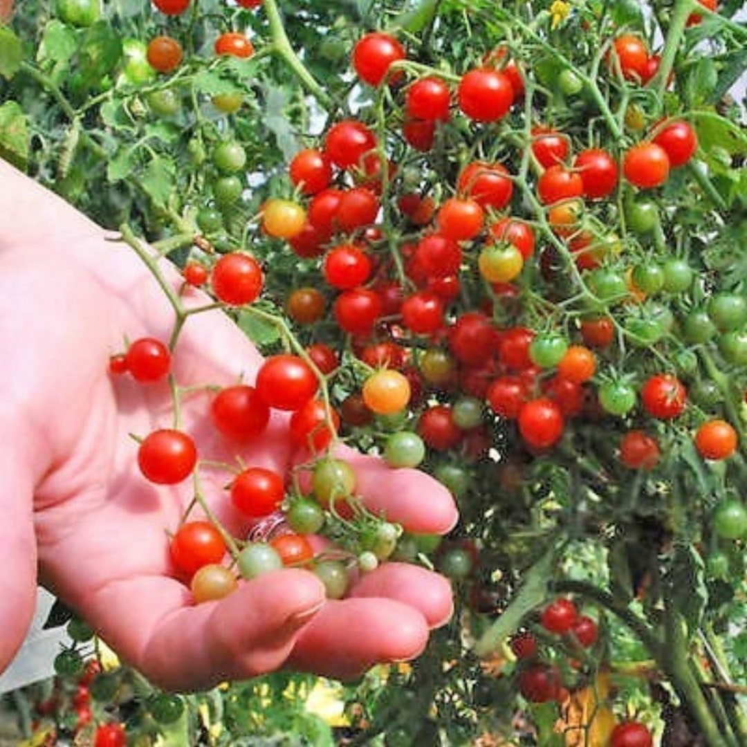 Rote Ribisl Tomatensamen BIO – 20 Stück – Buschtomate Mit Süßen Früchten