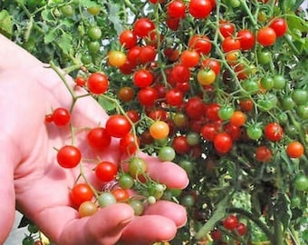 100 Bio Tomatensamen Rote Johannisbeere, Non GMO
