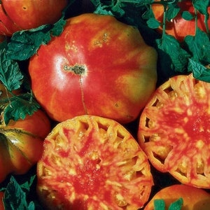 30 Organic FLAME Tomato Seeds Rich tangy sweet flavour Heirloom Open pollinated Tomato Fantastic colours Beautiful