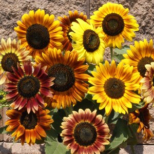 Op de afbeelding: Een close-up van een groep zonnebloemen in verschillende tinten geel, oranje en rood. De zonnebloemen staan ​​in volle bloei en hebben grote, heldere bloemblaadjes.