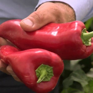 30 ungarischen KAPIA Samen Rote Paprika Hungarische Paprika Poivron Nasiona Frön Zaden Sementes Siemenet Somen Sēklas