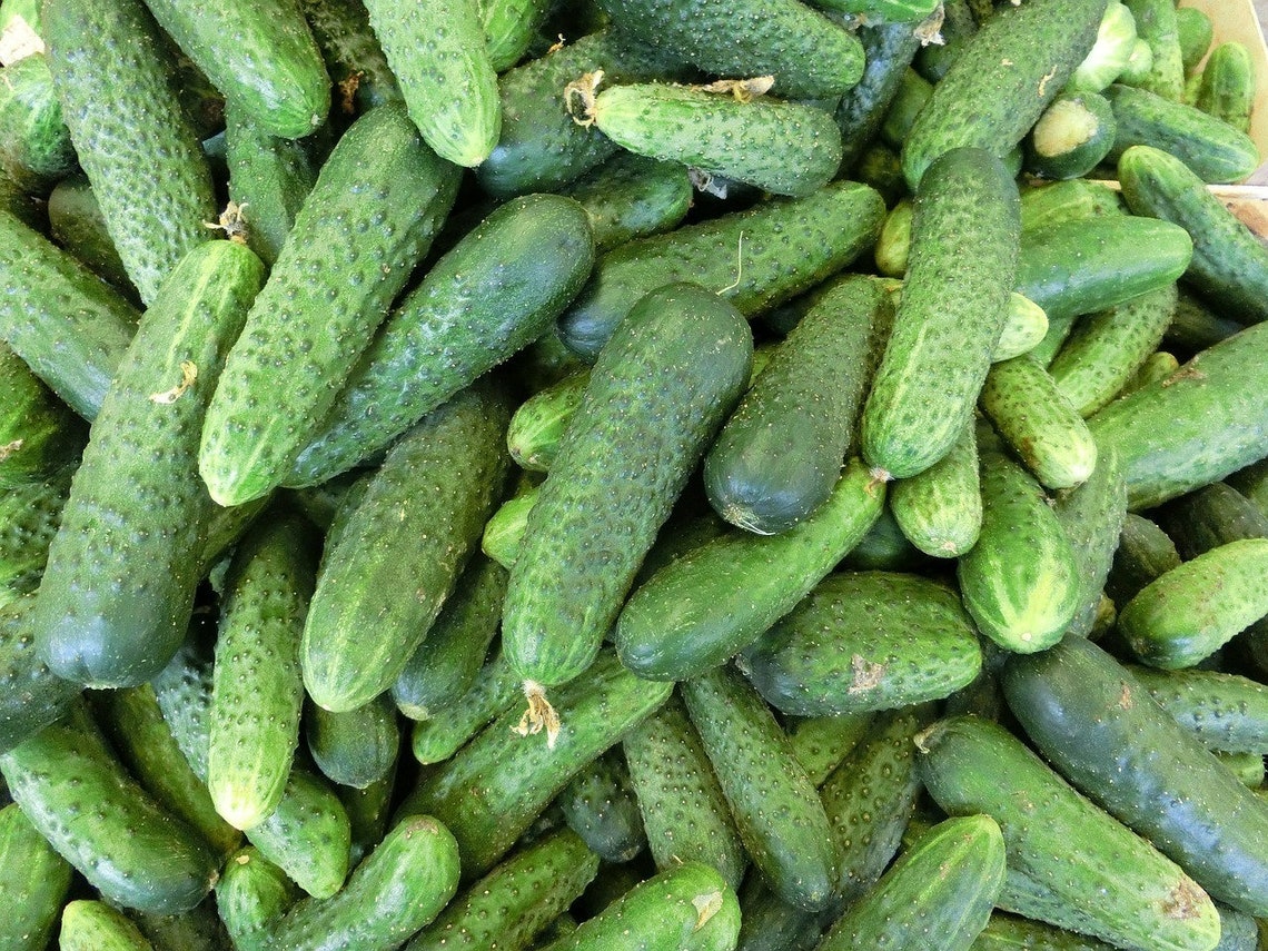 50 Cucumber Gherkin VERT PETIT De Paris French Cornichon Etsy Singapore