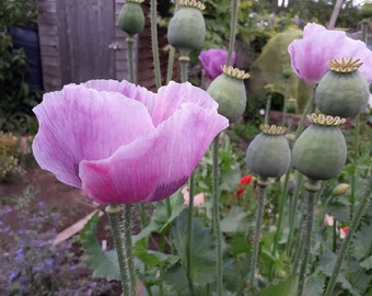 2500 graines blanches graines de pain pavot fleurs roses Schlafmohn Samen Semi Sementi Semillas Graines Nasiona Frø Somen Zaad Zaden Papavero Papaver