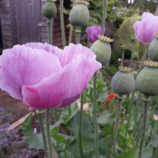 2500 graines blanches graines de pavot fleurs roses Schlafmohn Samen Semi Sementi Semillas Graines Nasiona Frø Somen Zaad Zaden Papavero Papaver