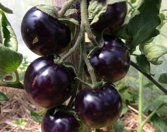 May include: A cluster of deep purple heirloom tomatoes growing on a vine. The tomatoes are round and smooth, with a glossy finish.