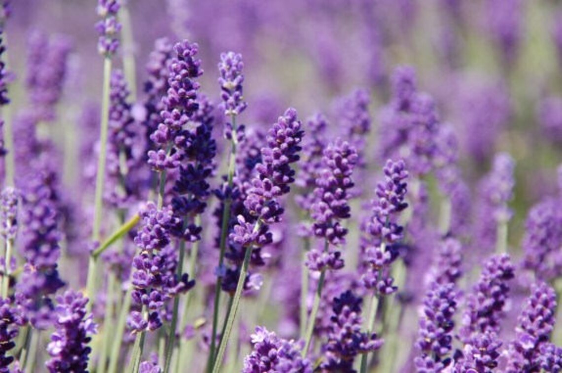 100 English Lavender Seeds Organic Nongmo Hand Picked Bio Etsy