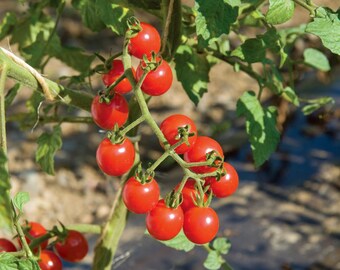 Graines de tomate groseille bio, Lycopersicum Pimpinellifolium
