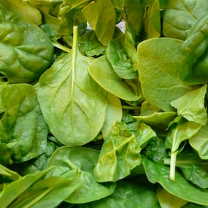 200 Spinach MATADOR  Organic Seeds Green Round Leaf Vegetable