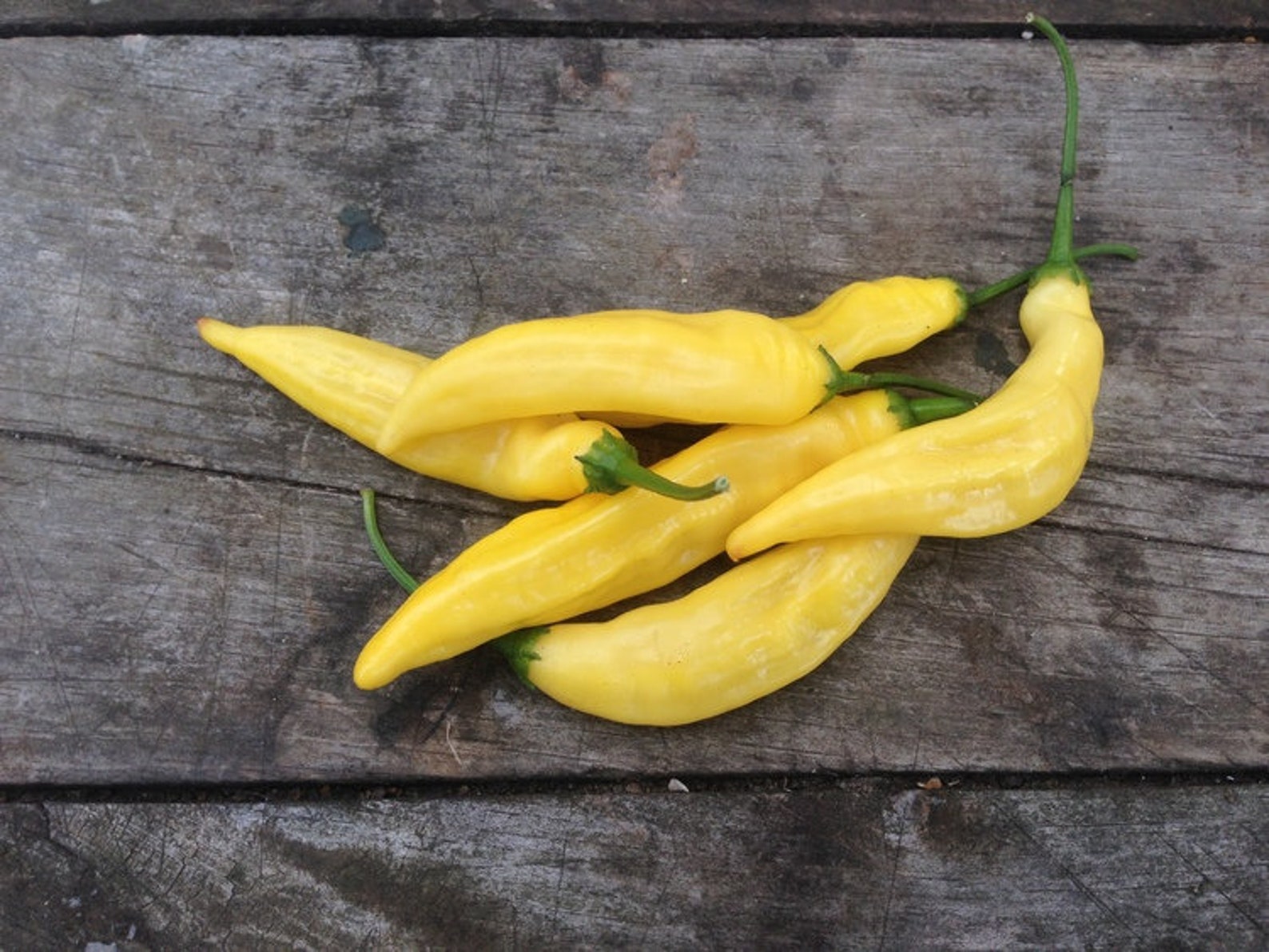 50 Bio LEMON DROP Chili Samen Hot LEMON Drop Hot Chilli Samen Etsy.de