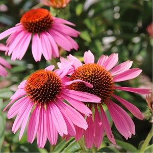 30 Samen Echinacea Purpurea Sonnenhut Samen Graines Zaden Sementes Siemenet Für Nasiona Solhut Semillas