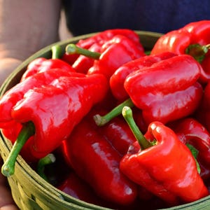 30 semi biologici KAPIA semi di peperone rosso dolce ungherese Non OGM Paprika Poivron Samen Somen Zaad Zaden Sementes Siemenet Semi Graines Somen