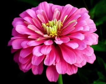 Zinnia Dahlia Zinnia Elegans Stamen Fine Rossa Luminosa Gigante Del ` Del ` S Di Benary Del ` Di
