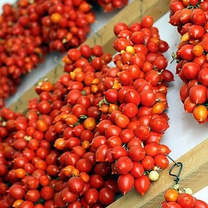 Super Italienne Paste 20 graines/seeds/semillas tomate/tomato Super Italienne Paste 20 graines/seeds/semillas tomate/tomato