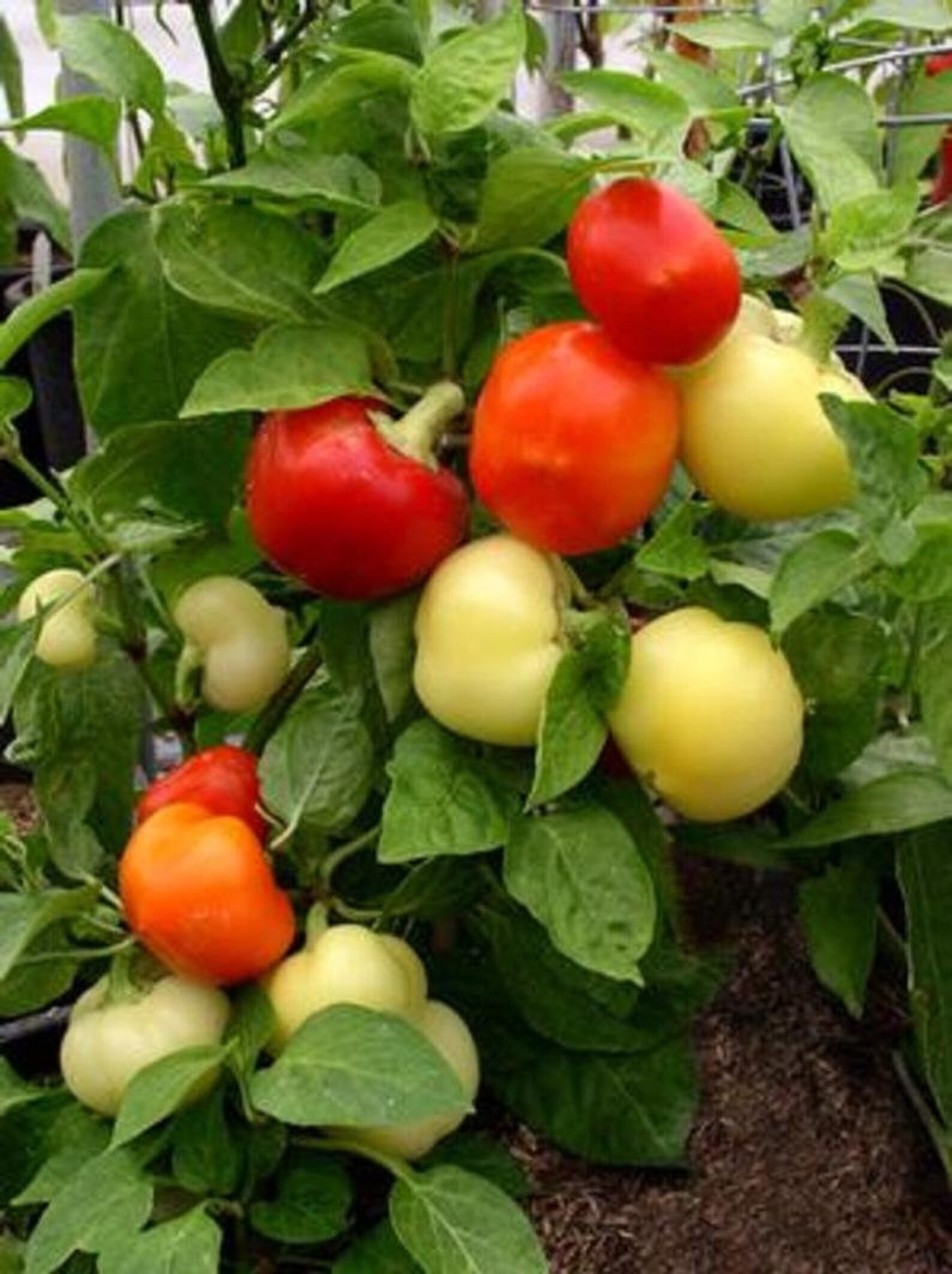 100 Organic ALMA Paprika Hot Seeds Famous Hungarian Heirloom Etsy Ireland