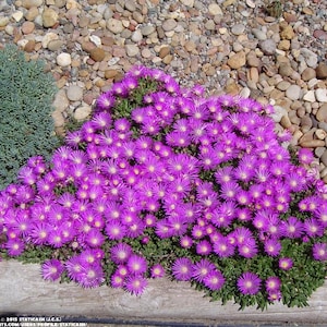 25 Delosperma TABLE MOUNTAIN Multipellets Samen Samen Graines Zaad Zaden Sementes Siemenet Somen Frö Frön Nasiona Semillas Semi Sementi