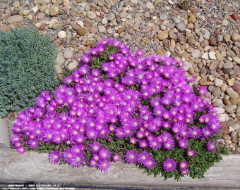 25 Delosperma TABLE MOUNTAIN Multipellets Semi Samen Graines Zaad Zaden Sementes Siemenet Somen Frö Frön Nasiona Semillas Semi Sementi