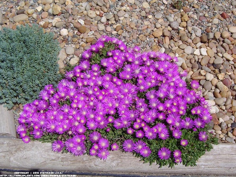 25 Delosperma TABLE MOUNTAIN Multipellets Samen Samen Graines Zaad Zaden Sementes Siemenet Somen Frö Frön Nasiona Semillas Semi Sementi Bild 1