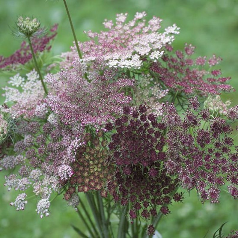 100 Bio-DARA-Samen Daucus Carrota Samen Semi Sementi Semillas Graines Nasiona Somen Zaad Zaden Wilde Möhre Braun Frø Wilde Karotte Bild 2