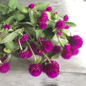 30 graines VIOLET Globe Amarante Gomphrena Kugelamarant Kogelamarant Samen Semillas Graines Somen Zaden Frø Sementes Siemenet Zaden Sēklas