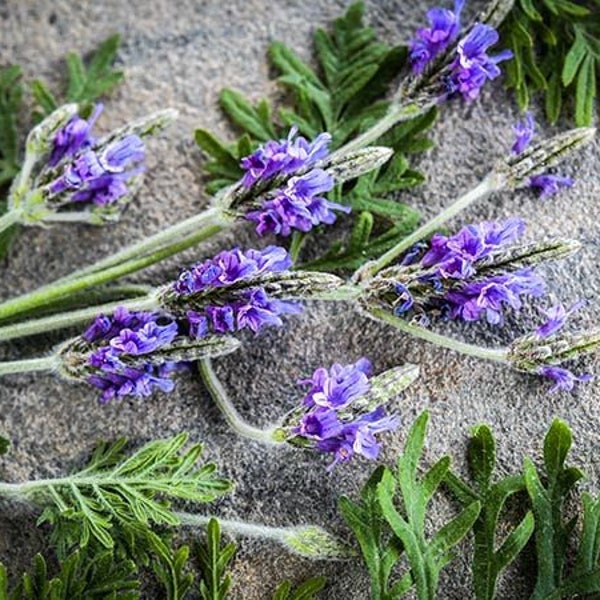 100 ORIGANO LAVENDER Seeds Lavendel Lavandula Samen Zaad Zaden Semi Sementi Sementes Siemenet Graines Semillas Nasiona Somen Frø Somen