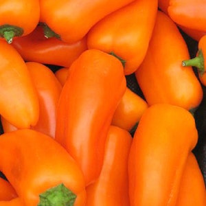 50 Organic LUNCHBOX ORANGE Mini Pepper Seeds Great fresh snack Ideal for Grilling Party Pepper Cute and Loved by Kids