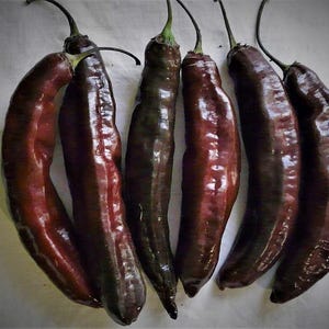 30 Aji Panca Pepper Seeds, Aji Brown Chili Samen