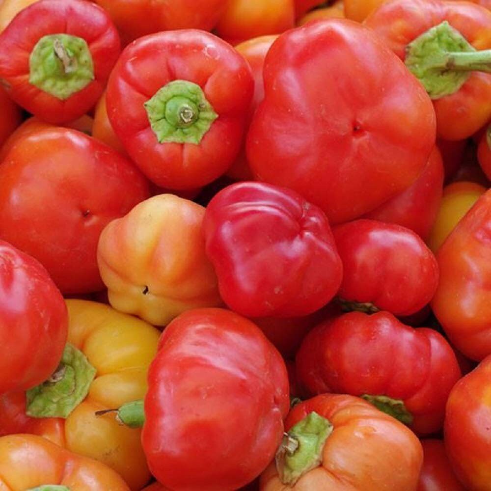 100 Organic ALMA Paprika Hot Seeds Famous Hungarian Heirloom Etsy Ireland