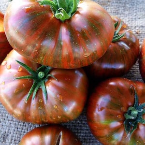 30 Tomato CHOCOLATE STRIPES Tomate Tomat Pomodoro Seeds Samen Semi Sementi Semillas Graines Somen Zaad Zaden Somen Nasiona Heirloom Tomato