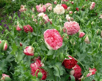 500 Graines De Ficoïde Tapis Magique – Fleurs Mixtes Vivaces – Couvre-sol Résistant à La Sécheresse – Semis Facile Pour Jardin Et Jardinières