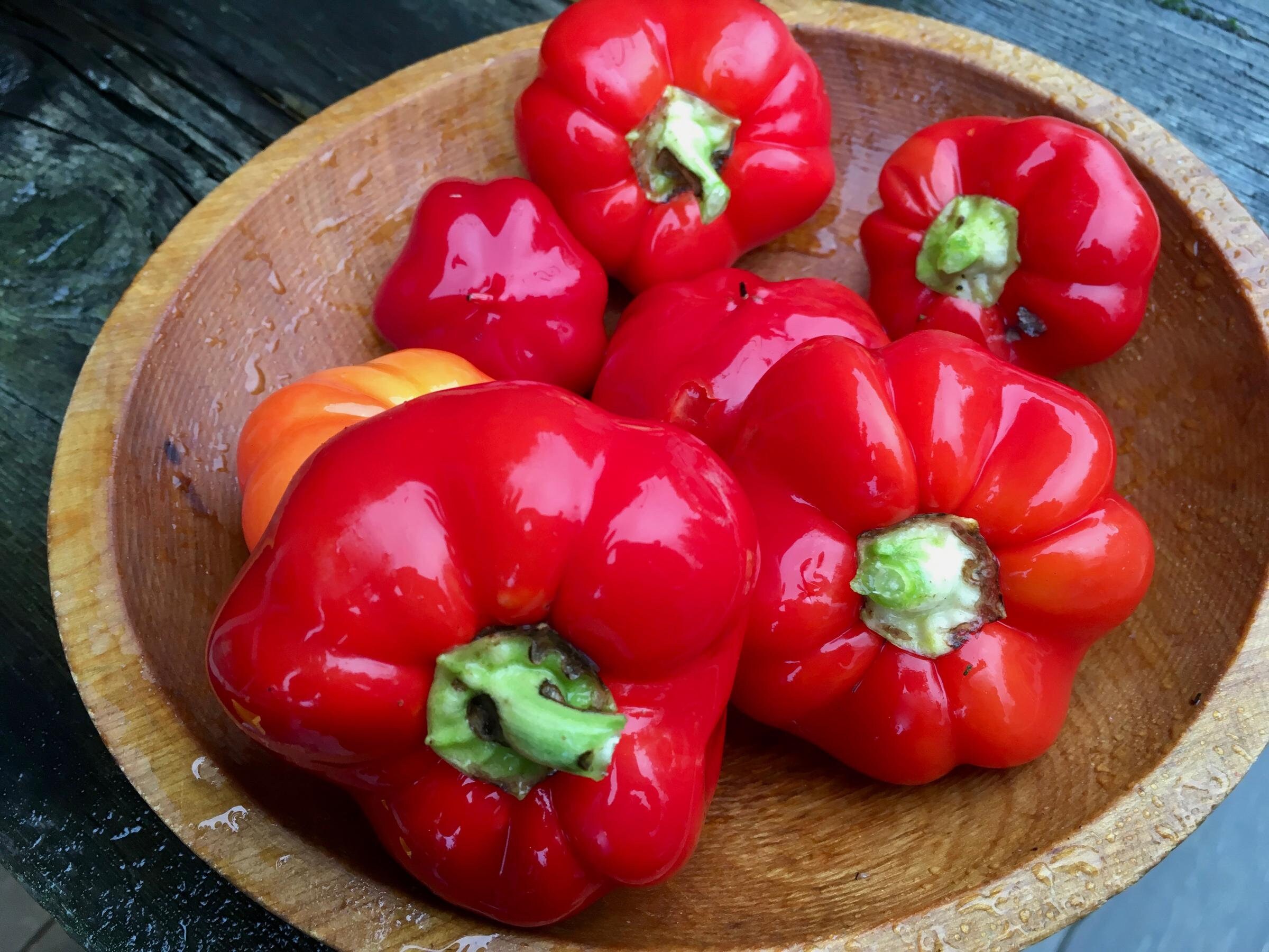 100 Organic ALMA Paprika Hot Seeds Famous Hungarian Heirloom Etsy Ireland