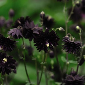 50 BLACK BARLOW Aquilegia Columbine Seeds Akelei Samen Graines Semillas Zaden Zaad Somen Semi Sementi Semillas Nasiona Sementes Siemenet Frø