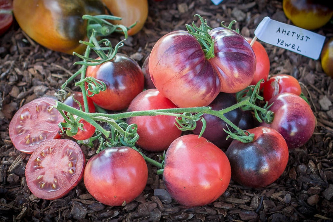50 Organic AMETHYST JEWEL Tomato Seeds Open Pollinated | Etsy