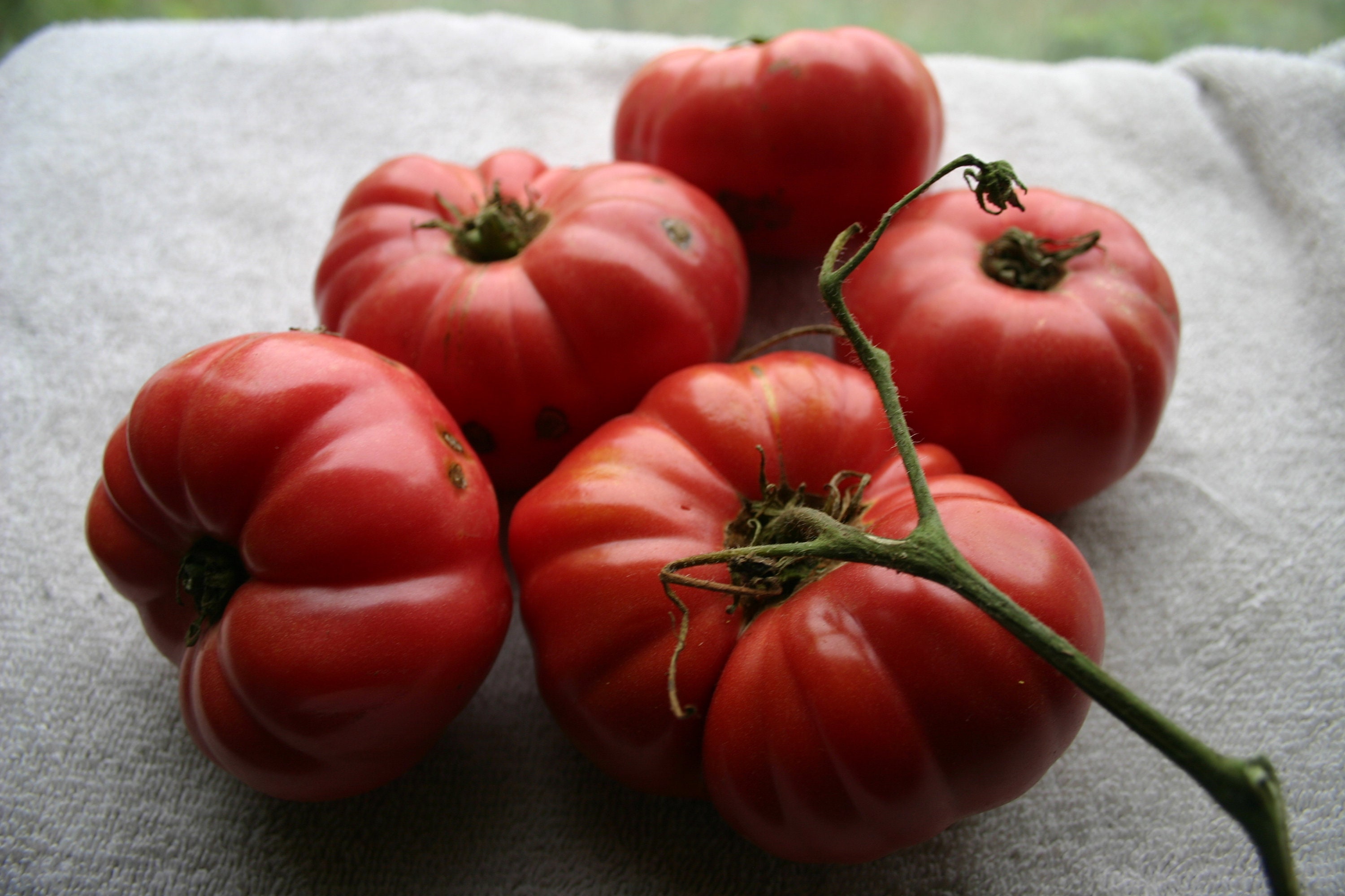 30 BioOMAR'S LEBANESE Tomato SEEDS Außergewöhnlich süß Etsy