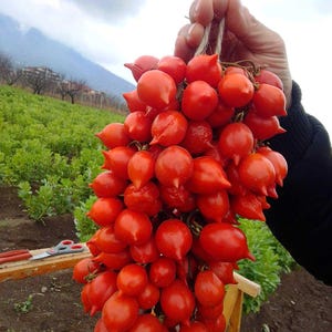 Könnte beinhalten: Ein Bund leuchtend roter, kirschförmiger Tomaten, die an einer Schnur hängen. Die Tomaten sind zusammengedrängt und haben eine spitze Spitze. Die Tomaten befinden sich in einem Feld mit grünen Pflanzen im Hintergrund.
