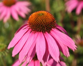 30 graines d'Echinacea Purpurea biologiques, échinacée pourpre