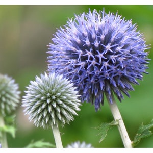Può includere: Due fiori di cardo globo, uno blu e uno verde, su uno sfondo verde sfocato.
