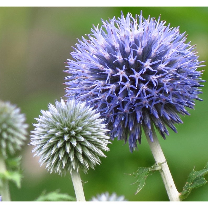 50 Echinops ritro METALLIC BLUE Flower Organic Seeds Blue Ball Thistle Fantastic for Pollinators Very decorative image 1