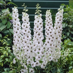 50 Organic Rittersporn WHITE DARK BEE Pacific Giant Perennial Blue and White Flower Cut Flower Perennial