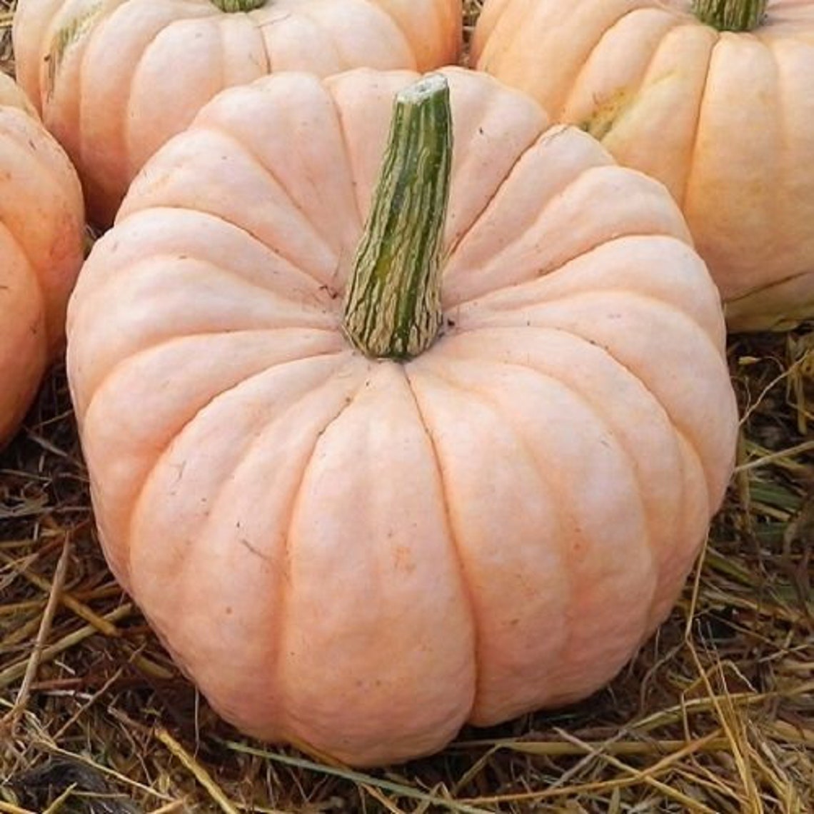 10 Beautiful PORCELAIN DOLL F1 Pumpkin Seeds Sweet Flesh Can Be Used