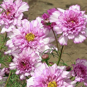 30 Cosmos Double CLICK BICOLOR PINK Seeds Cosmea Schmuckkörbchen Samen Somen Frø Zaden Semi Sementi Sementes Siemenet Graines Semillas