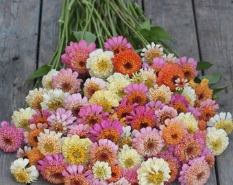 ジニア・クレストミックスシード100粒、ジニア・エレガンス - Etsy 日本